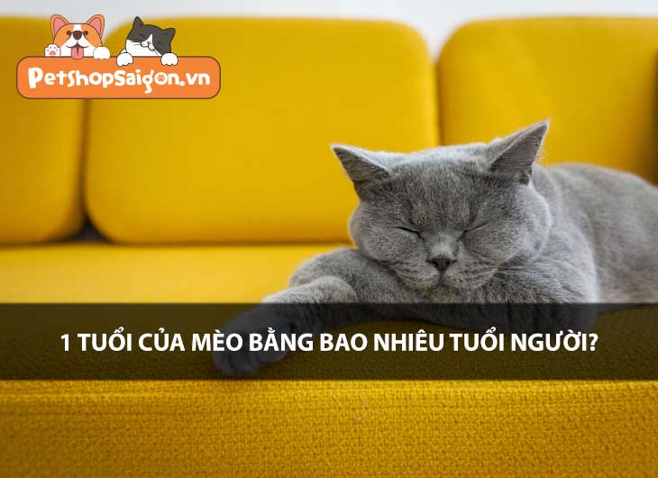GIẢI ĐÁP: 1 tuổi của mèo bằng bao nhiêu tuổi người