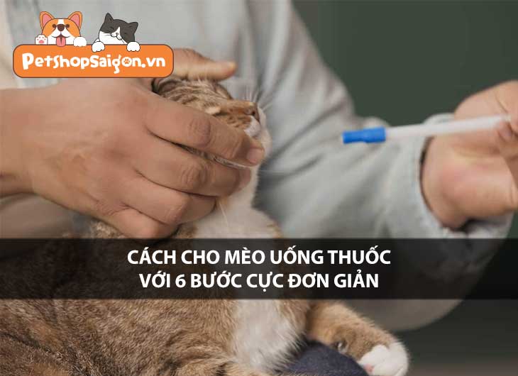 Cách cho mèo uống thuốc với 6 bước CỰC ĐƠN GIẢN