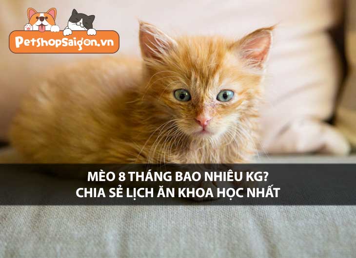 Mèo 8 tháng bao nhiêu kg? Chia sẻ lịch ăn khoa học nhất