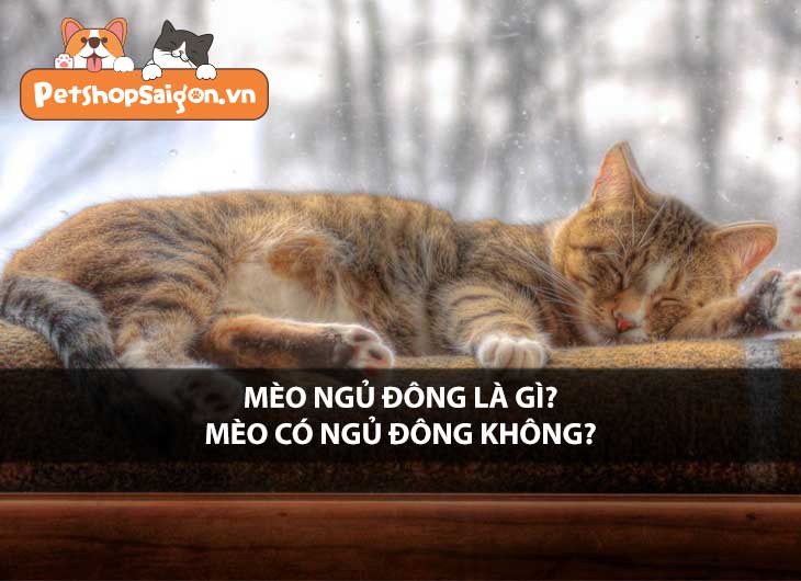 Mèo ngủ đông là gì? Mèo có ngủ đông không?