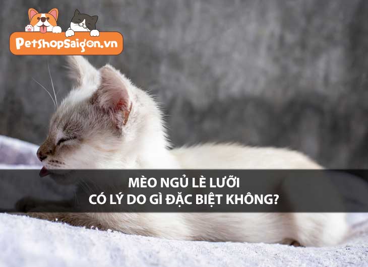 Mèo ngủ lè lưỡi có lý do gì đặc biệt không?