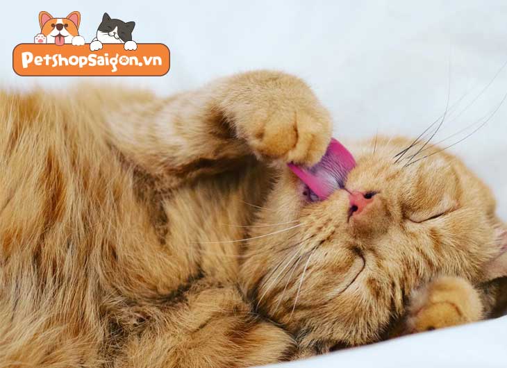 Mèo ngủ lè lưỡi