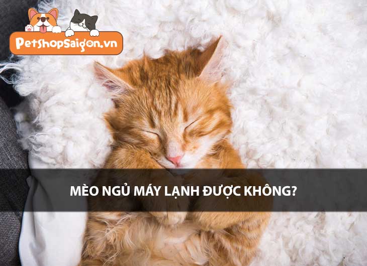 Mèo ngủ máy lạnh được không?