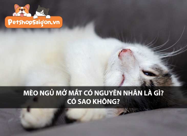 Mèo ngủ mở mắt có nguyên nhân là gì? Có sao không?