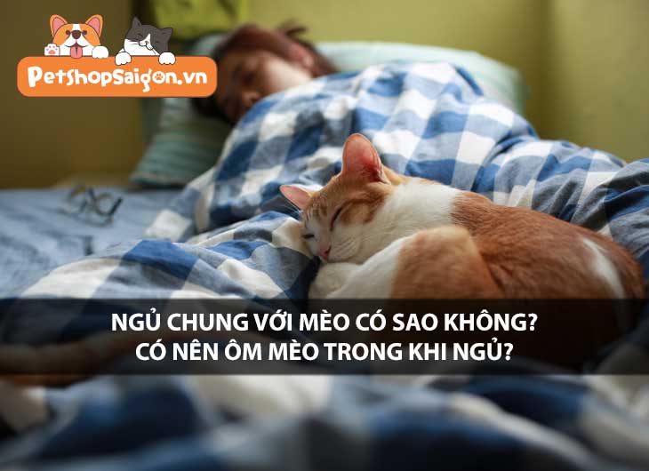 Ngủ chung với mèo có sao không? Có nên ôm mèo trong khi ngủ?