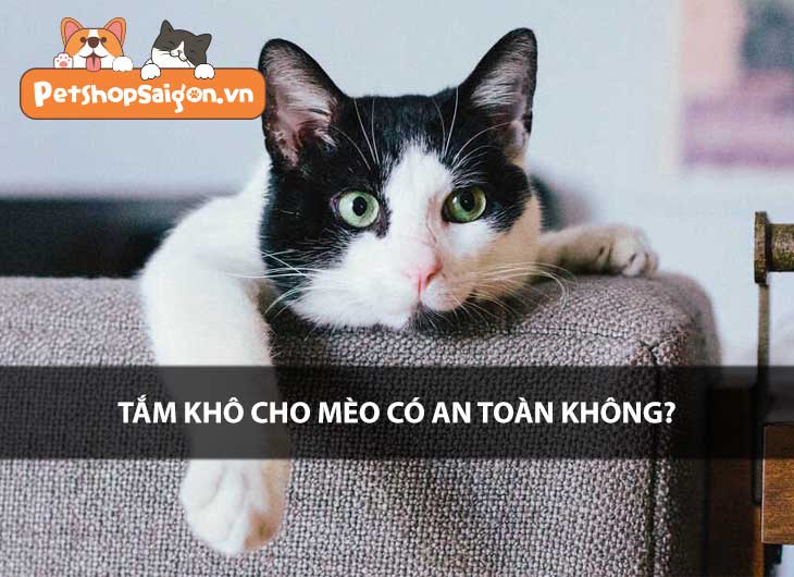Tắm khô cho mèo có an toàn không?