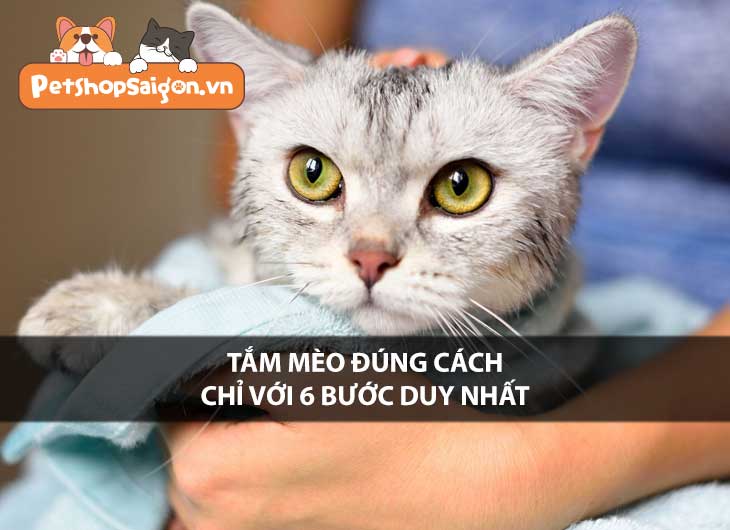 Tắm mèo đúng cách chỉ với 6 bước duy nhất