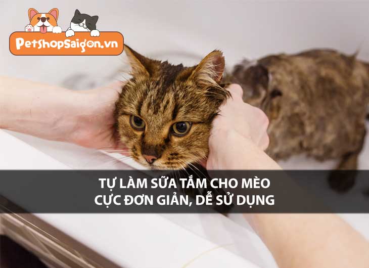 Tự làm sữa tắm cho mèo CỰC đơn giản, DỄ sử dụng