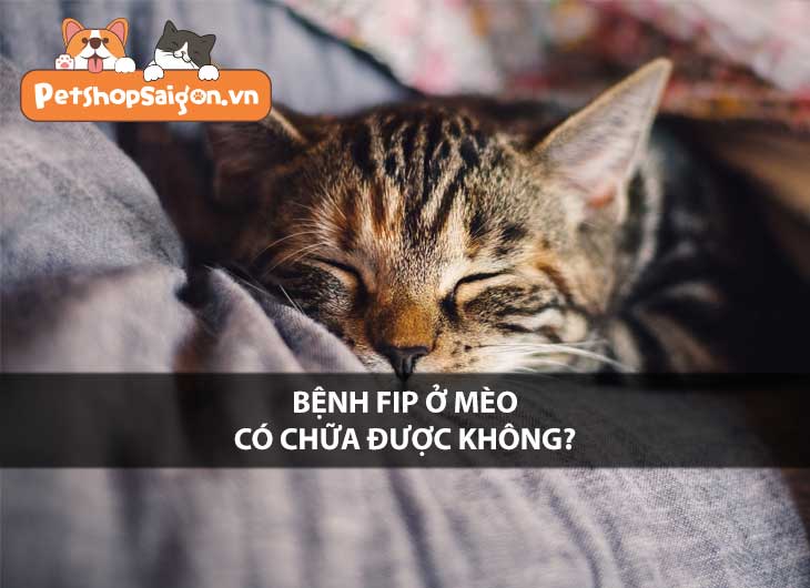 Bệnh FIP ở mèo có chữa được không?