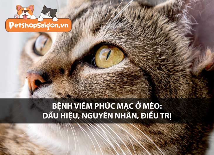 Bệnh viêm phúc mạc ở mèo: Dấu hiệu, nguyên nhân, điều trị