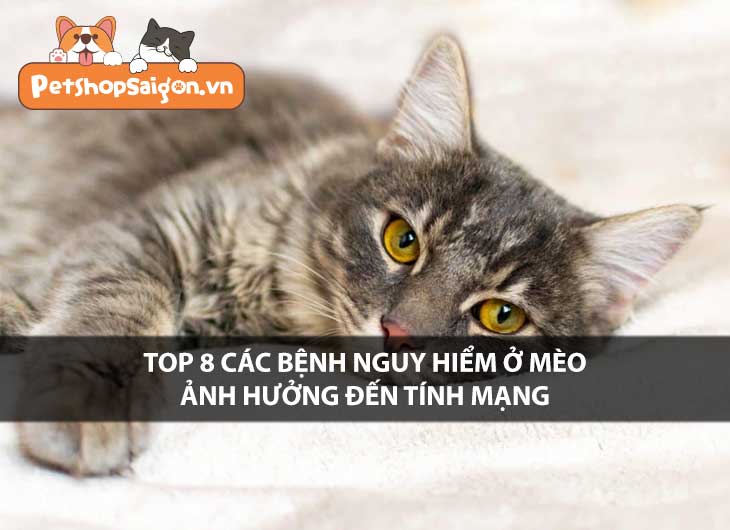 Top 8 các bệnh nguy hiểm ở mèo ảnh hưởng đến tính mạng