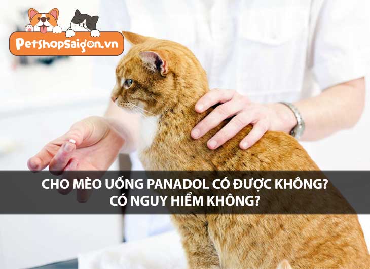 Cho mèo uống panadol có được không? Có nguy hiểm không?