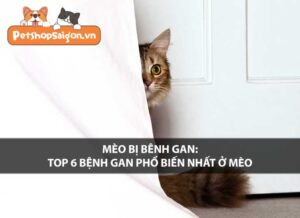 Mèo bị bệnh gan: Top 6 bệnh gan phổ biến nhất ở mèo