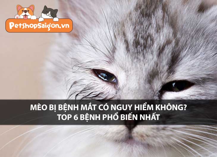 Mèo bị bệnh mắt có nguy hiểm không? Top 6 bệnh phổ biến nhất