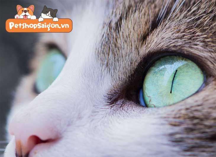 Mèo bị bệnh mắt