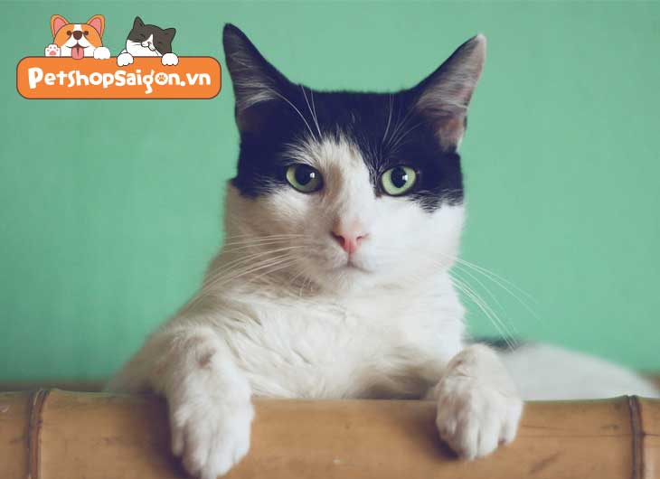 Mèo bị bệnh mắt