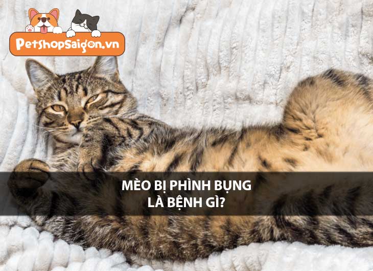 Mèo bị phình bụng là bệnh gì?