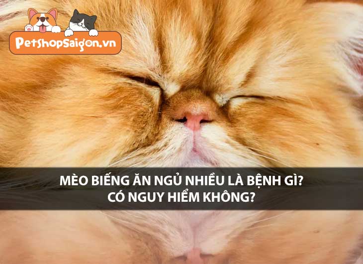 Mèo biếng ăn ngủ nhiều là bệnh gì? có nguy hiểm không?