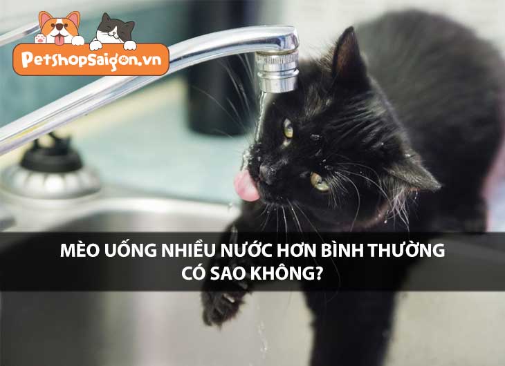 Mèo uống nhiều nước hơn bình thường có sao không?