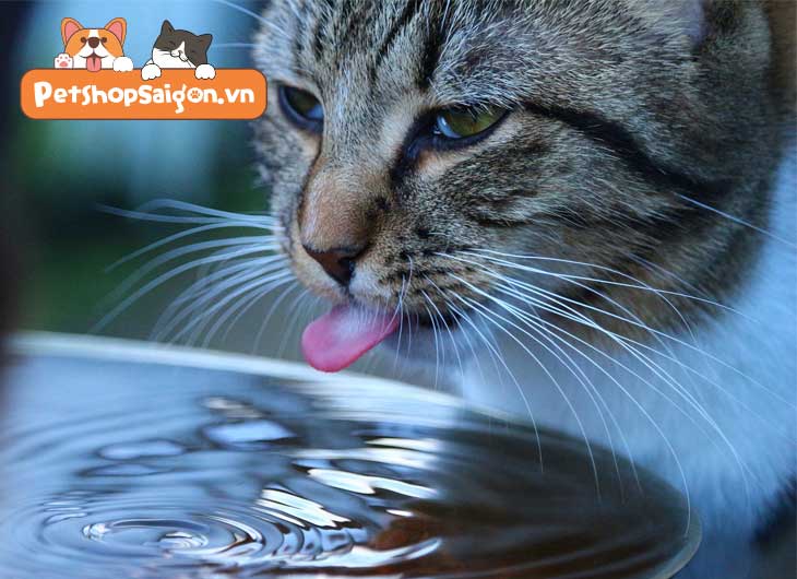Mèo uống nhiều nước hơn bình thường 