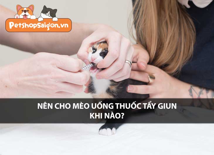 Nên cho mèo uống thuốc tẩy giun khi nào?