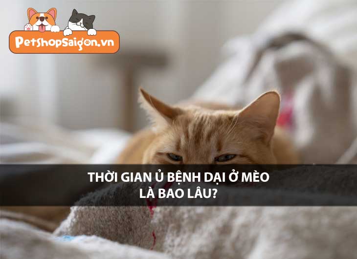 Thời gian ủ bệnh dại ở mèo là bao lâu?