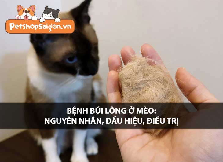 Bệnh búi lông ở mèo: Nguyên nhân, dấu hiệu, điều trị