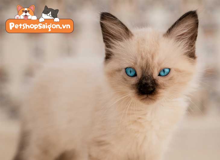 Mèo con mắt xanh