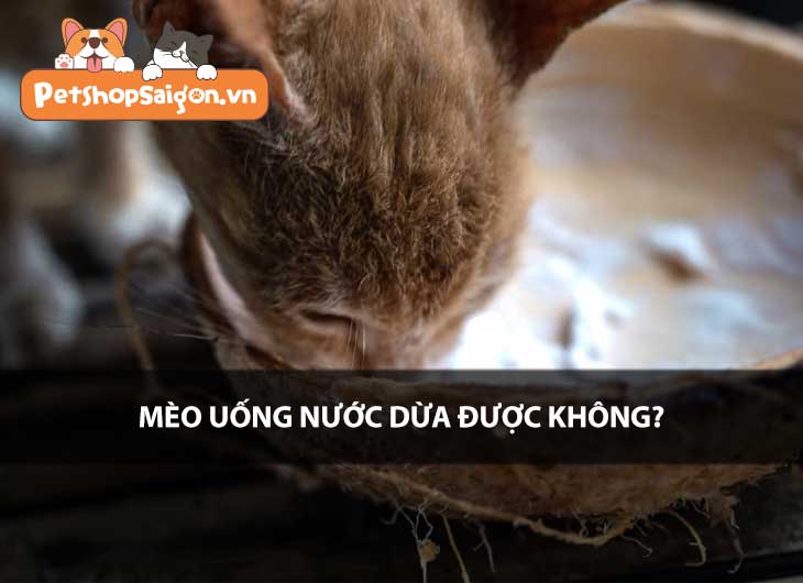 Mèo uống nước dừa được không?