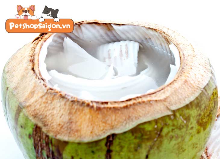 Mèo uống nước dừa được không