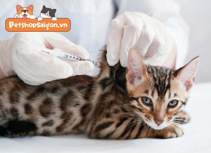 Vacxin 4 bệnh cho mèo