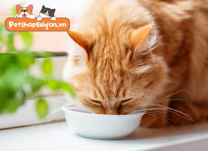 Mèo khát nước thường xuyên có phải dấu hiệu bệnh lý không