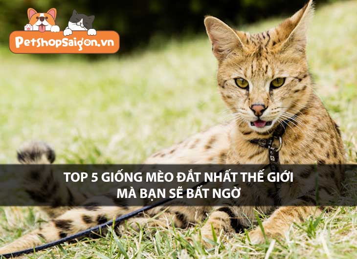 Top 5 giống mèo đắt nhất thế giới mà bạn sẽ bất ngờ