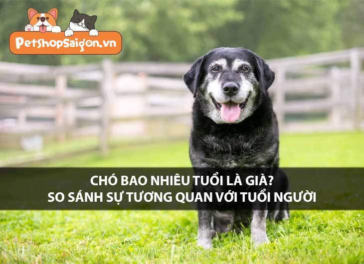 Chó bao nhiêu tuổi là già? So sánh sự tương quan với tuổi người