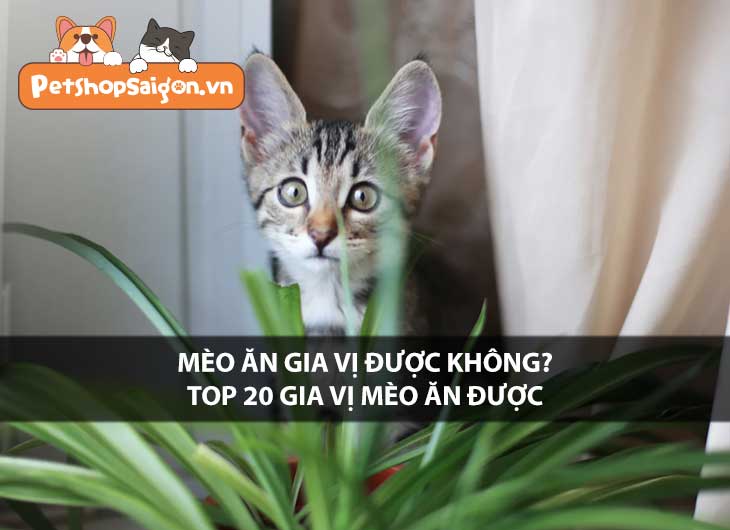 Mèo ăn gia vị được không? Top 20 gia vị mèo ăn được