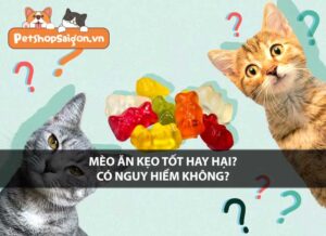 Mèo ăn kẹo tốt hay hại? Có nguy hiểm không?