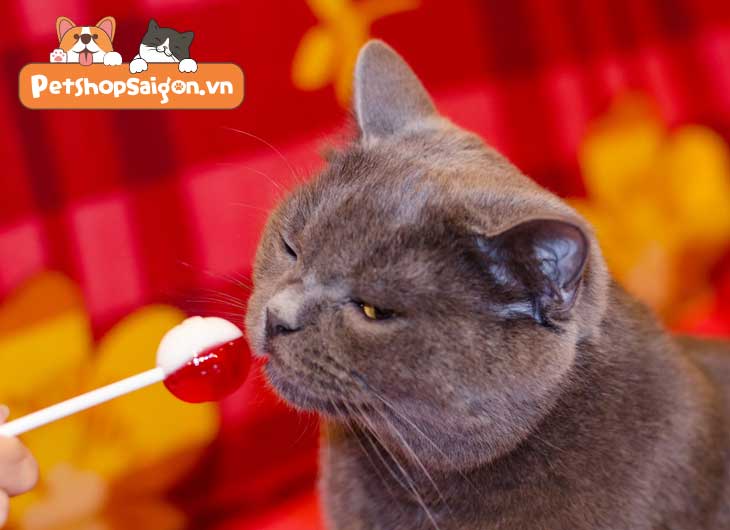 Mèo ăn kẹo