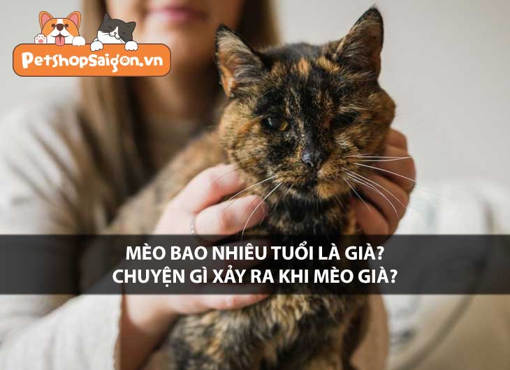 Mèo bao nhiêu tuổi là già? Chuyện gì xảy ra khi mèo già?