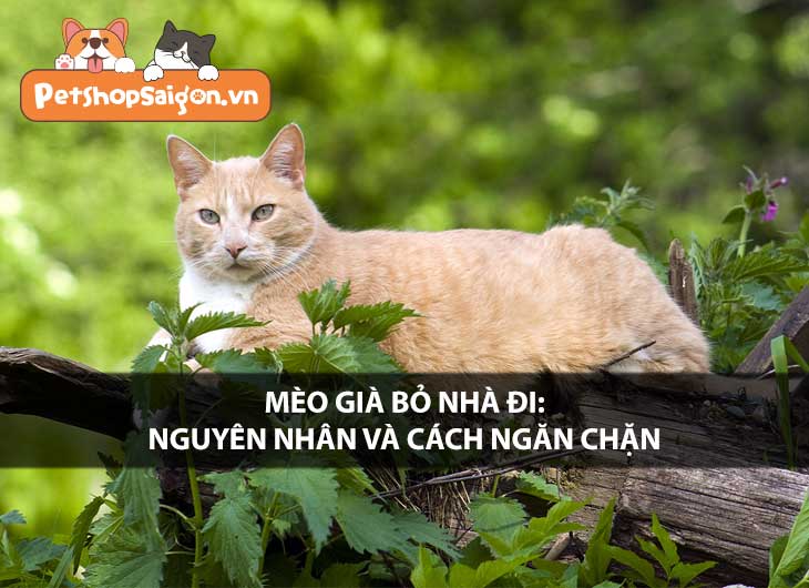 Mèo già bỏ nhà đi: Nguyên nhân và cách ngăn chặn