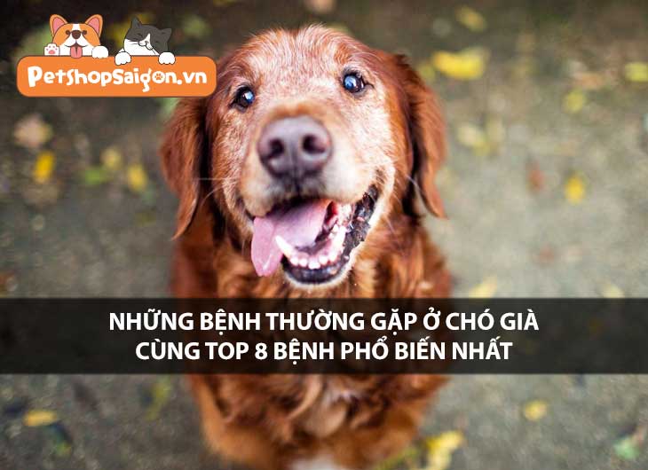 Những bệnh thường gặp ở chó già cùng top 8 bệnh phổ biến nhất