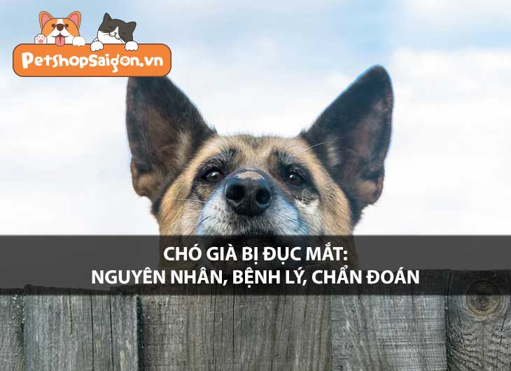 Chó già bị đục mắt: Nguyên nhân, bệnh lý, chẩn đoán