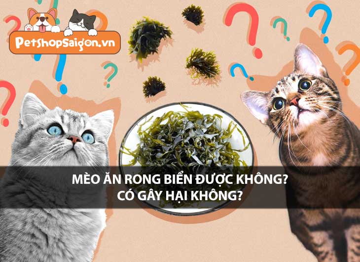 Mèo ăn rong biển được không? Có gây hại không?