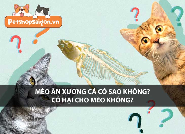 Mèo ăn xương cá có sao không? Có hại cho mèo không?