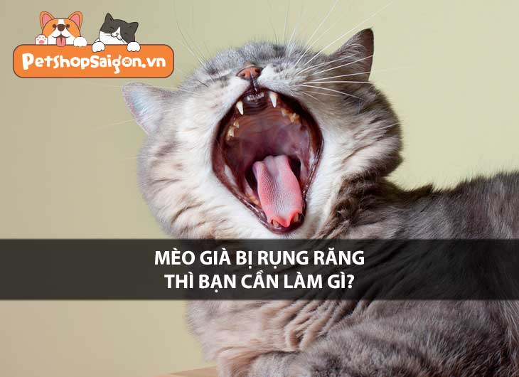 Mèo già bị rụng răng thì bạn cần làm gì?