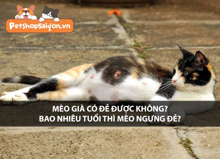 Mèo già có đẻ được không? Bao nhiêu tuổi thì mèo ngưng đẻ?