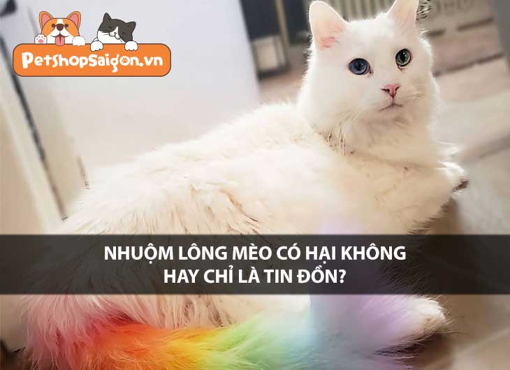 Nhuộm lông mèo có hại không hay chỉ là tin đồn?