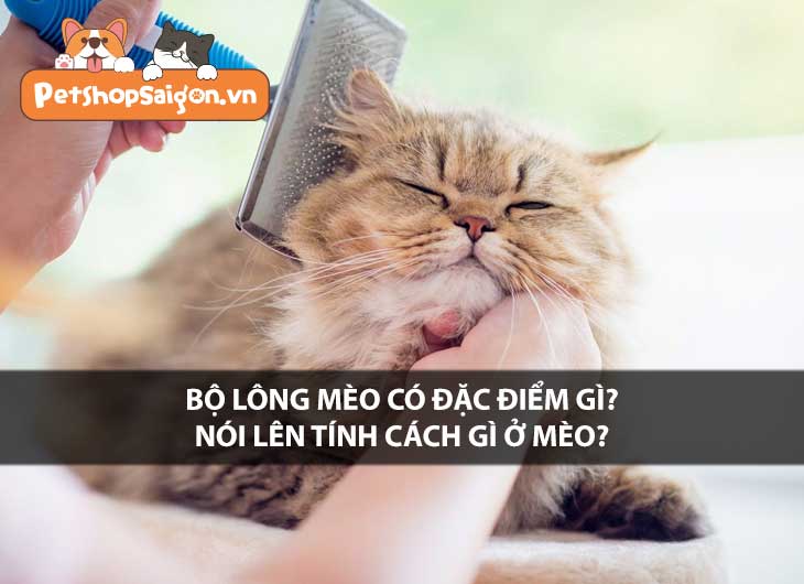 Bộ lông mèo có đặc điểm gì? Nói lên tính cách gì ở mèo?