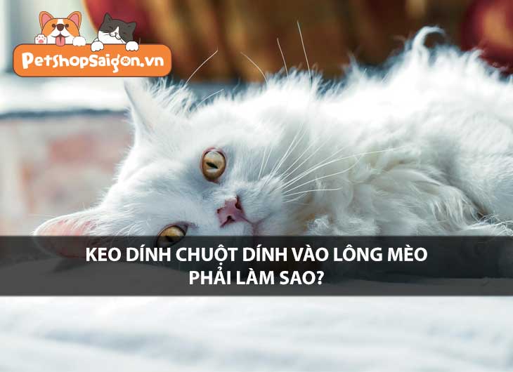 Keo dính chuột dính vào lông mèo phải làm sao?