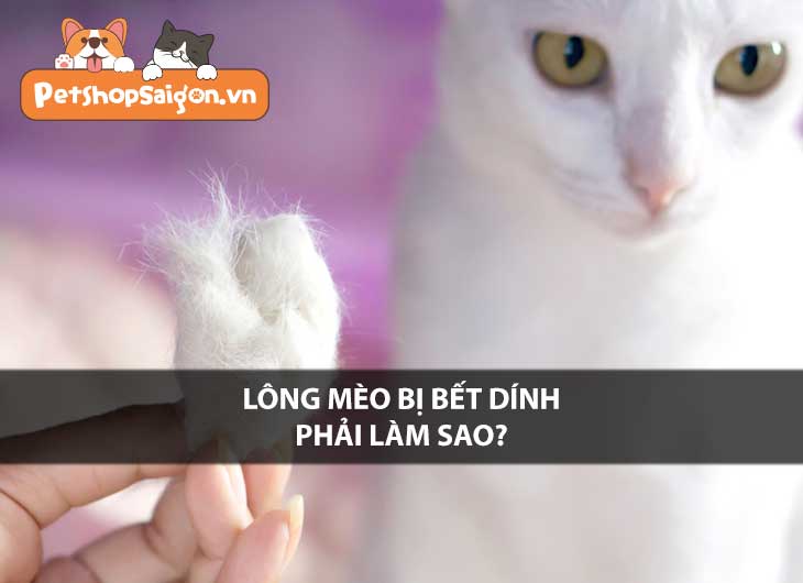 Lông mèo bị bết dính phải làm sao?