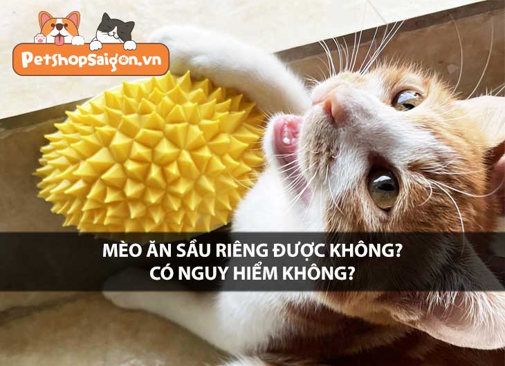 Mèo ăn sầu riêng được không? Có nguy hiểm không?